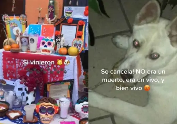 VIDEO: ¡Tenía que ser Firulais! Perrito se come ofrenda de altar de muertos