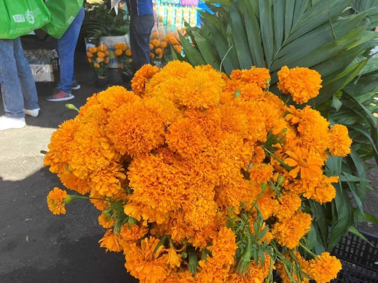 Cempasúchil, la flor tradicional que adorna las calles de Nuevo León