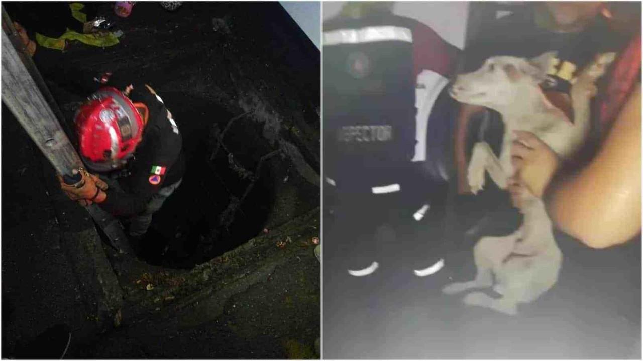 VIDEO: Rescatistas salvan a perrito que cae en drenaje pluvial