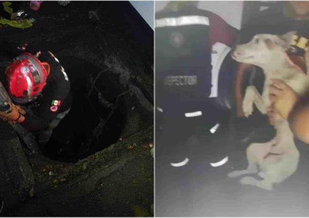 VIDEO: Rescatistas salvan a perrito que cae en drenaje pluvial
