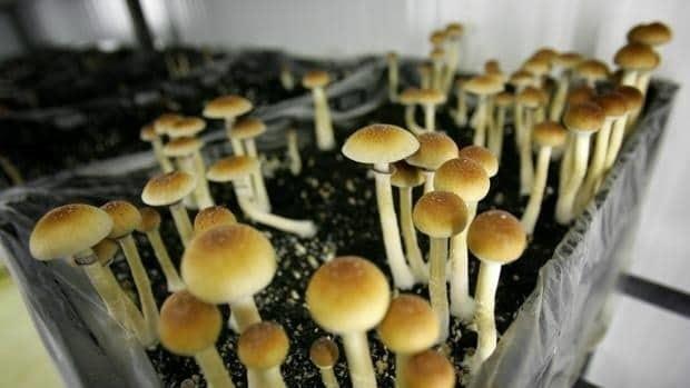 Colorado despenaliza el uso de hongos alucinógenos para mayores de 21 años