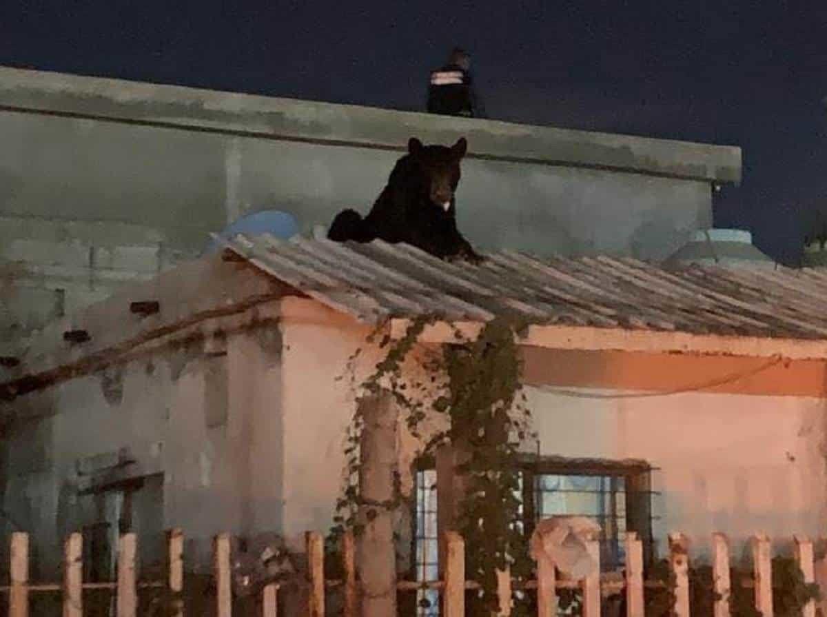 Sorprende oso en techo de una casa en Frontera, Coahuila