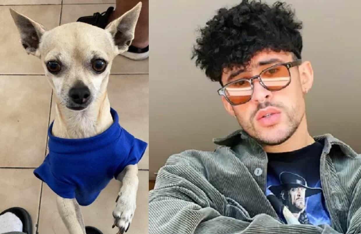 Se extravía perrito en García; ofrecen boleto de Bad Bunny por encontrarlo