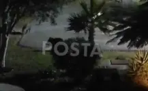 Capturan a jabalíes al poniente de Monterrey