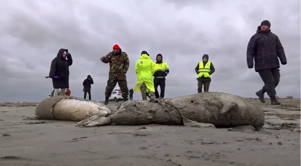 Mueren miles de focas en Rusia por falta de oxígeno