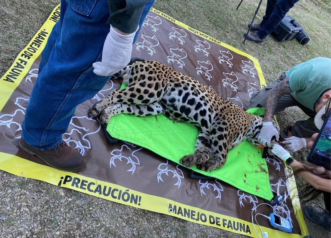 FOTO: Twitter/ @PROFEPA_Mx