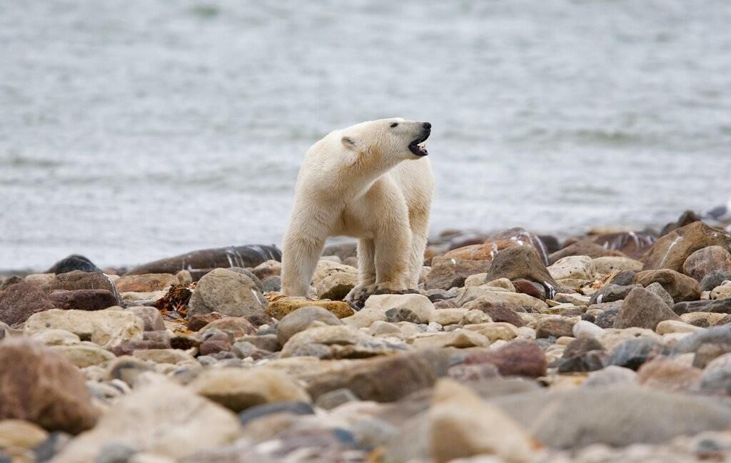 Un oso polar macho camina a orillas de la Bahía de Hudson el 23 de agosto de 2010, cerca de Churchill, Canadá. (Sean Kilpatrick/The Canadian Press vía AP, archivo)