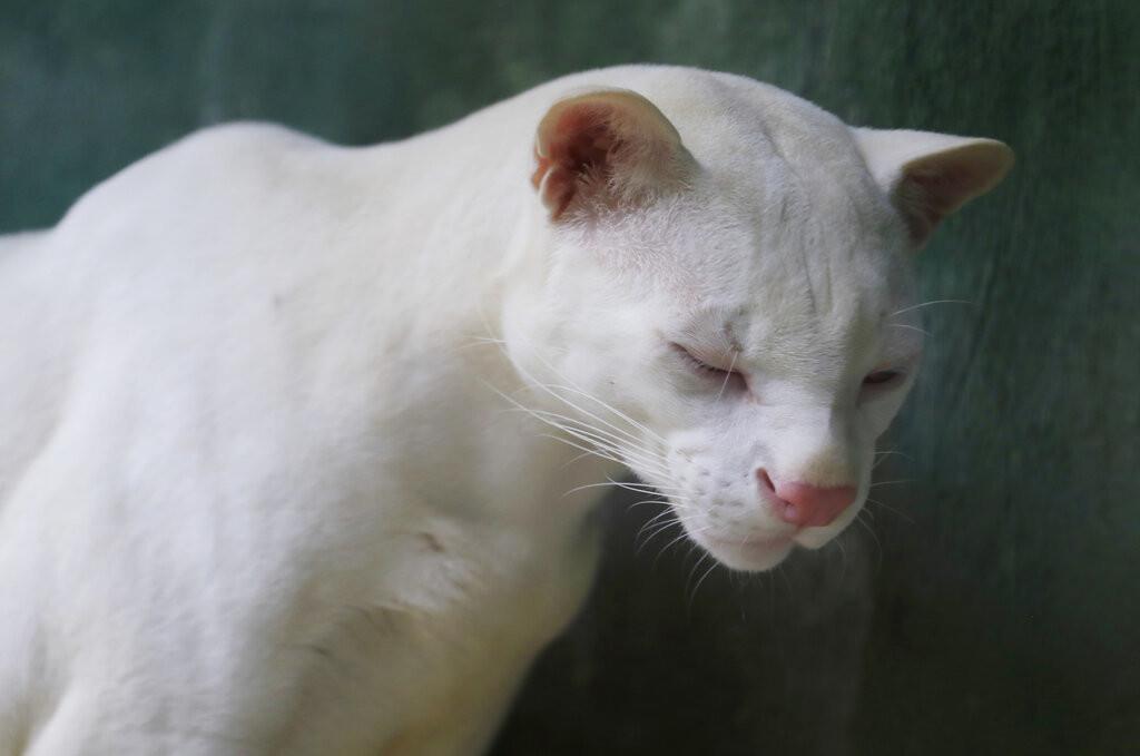 El felino, hallado hace un año cuando aún era un bebé de 440 gramos, no puede ser liberado al enterno silvestre debido a su dificultad para camuflarse y a su ceguera. (AP Foto/Jaime Saldarriaga)