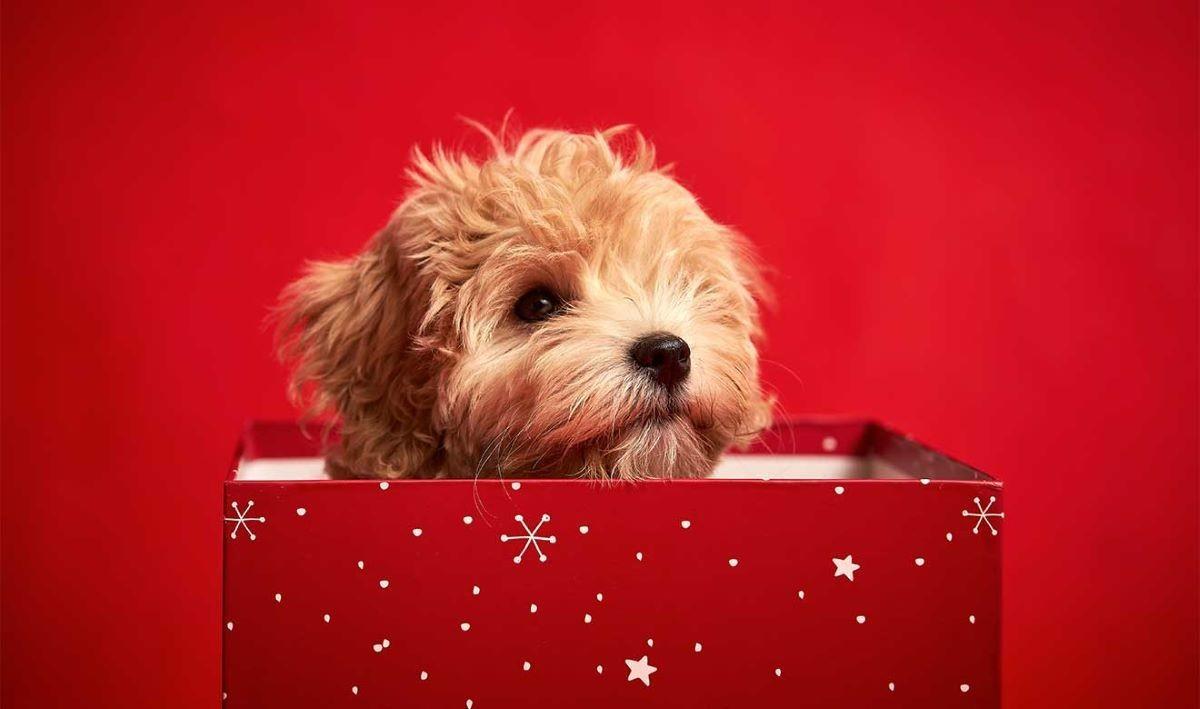 La UNAM dijo que es lamentable que algunas personas regalen cachorros de perros y gatos en navidad. FOTO: UNAM