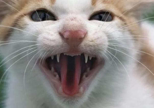 Confirman primer caso de rabia humana transmitida por gato doméstico en México