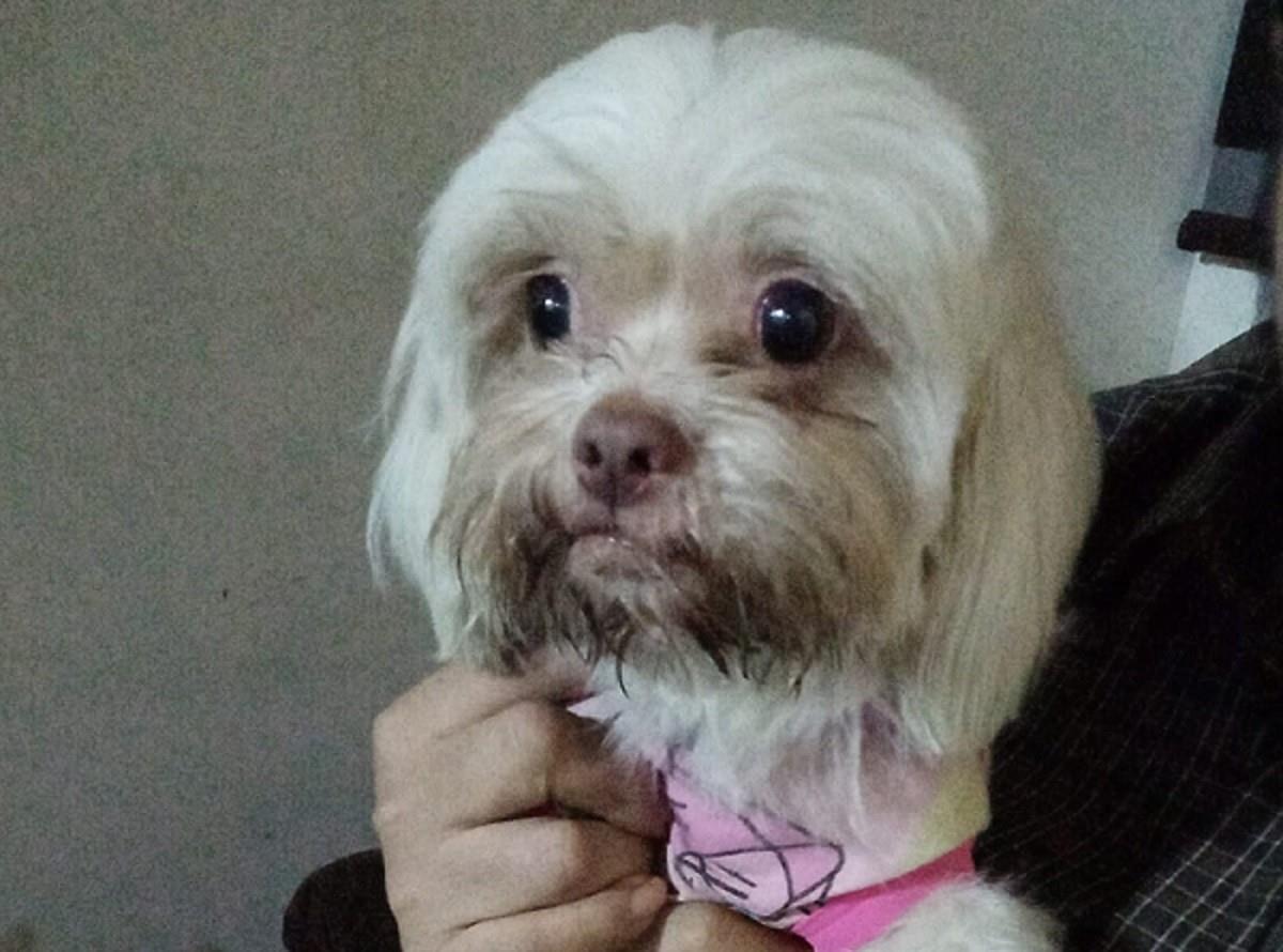 Los grupos de Facebook de algunos municipios como Guadalupe, Monterrey, San Nicolás y Apodaca, fueron los que registraron más publicaciones donde se buscaban a perritos. Foto: Facebook Daniela Juarez