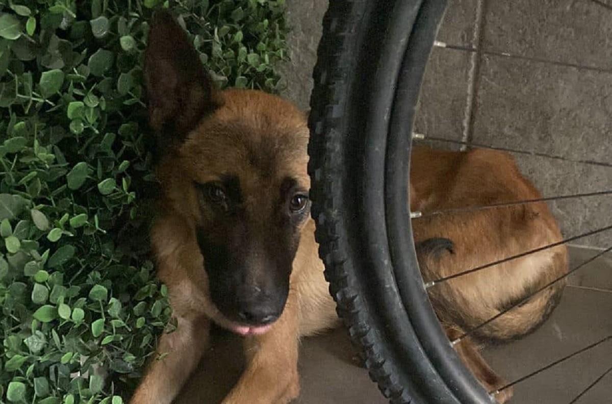 Cultura Perrona y el Centro Médico Especializado - Protección, Salud y Bienestar Animal están a disposición de ayudar a mascotas lesionadas tras la explosión de una gasera en la colonia Valle del Mezquital, en San Nicolás. Foto: Facebook Cultura Perrona A.