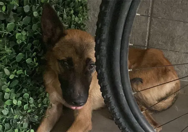 Ayudarán a animales afectados por explosión de gasera