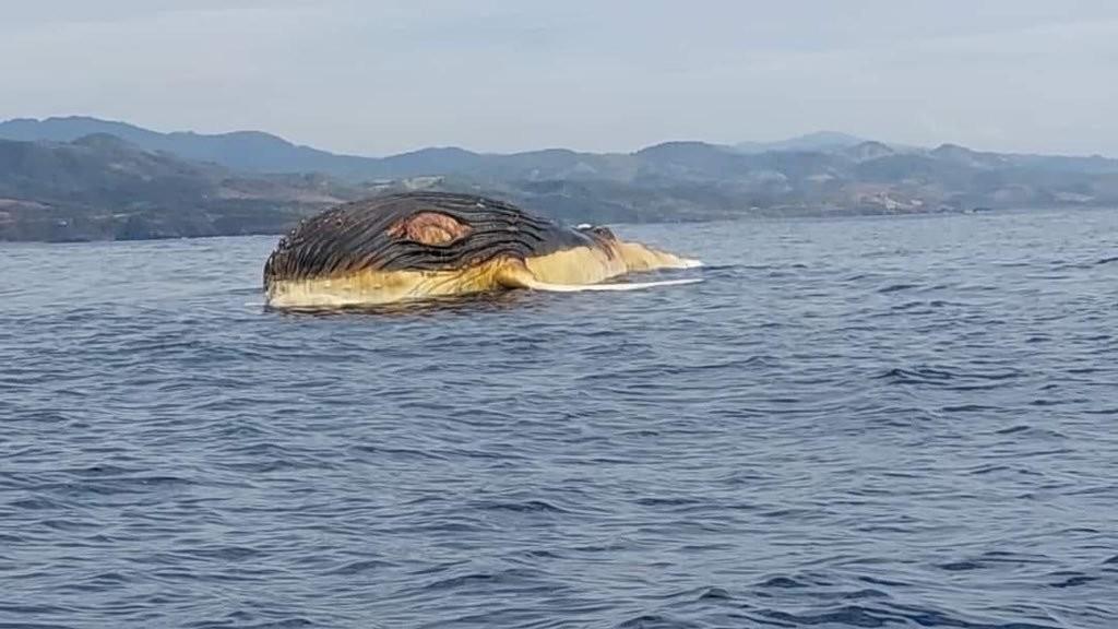 Ballena flota muerta en Playa Soledad, Michoacán. FOTO: Twitter