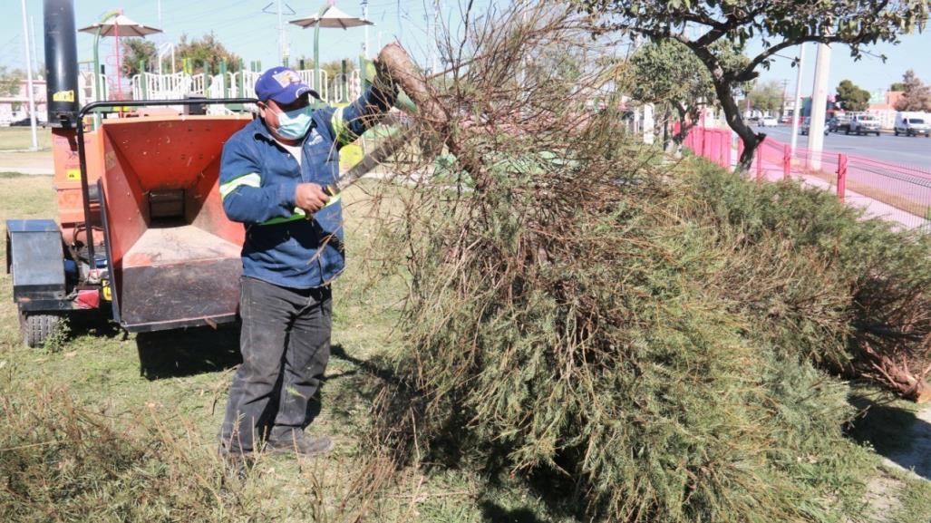 Escobedo instala centros de acopio para recopilar pinos navideños naturales