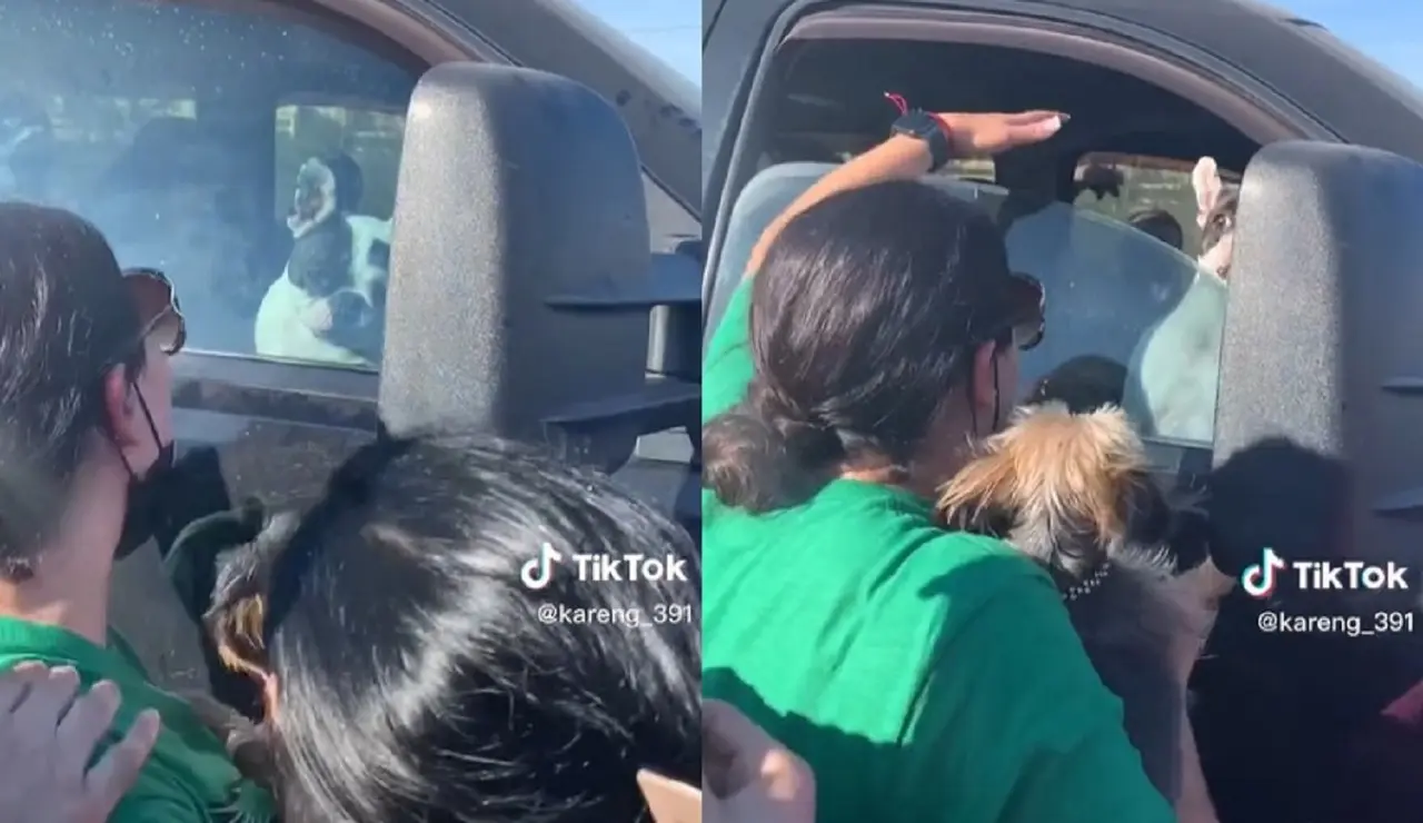 Una perrita que se quedó encerrada dentro de una camioneta logró salir gracias a sus celos al ver a su dueña con otro perrito. Foto: TikTok kareng_391