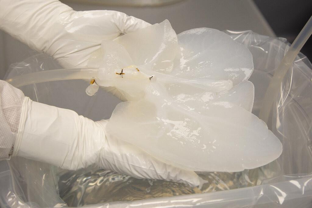 Un empleado técnico sostiene un hígado de cerdo que ha sido descelularizado el martes 8 de diciembre de 2022, en un laboratorio Miromatrix en Eden Prairie, Minnesota. (AP Foto/Andy Clayton-King)