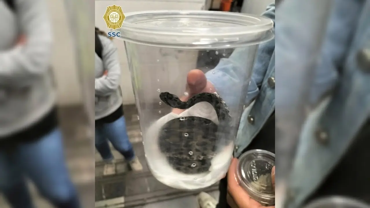 ¡No es avión! Policía resguarda serpiente de cascabel en metro de CDMX
