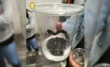 ¡No es avión! Policía resguarda serpiente de cascabel en metro de CDMX
