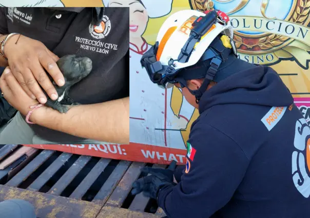 Rescata Protección Civil a perrita y cachorros de alcantarilla en Monterrey