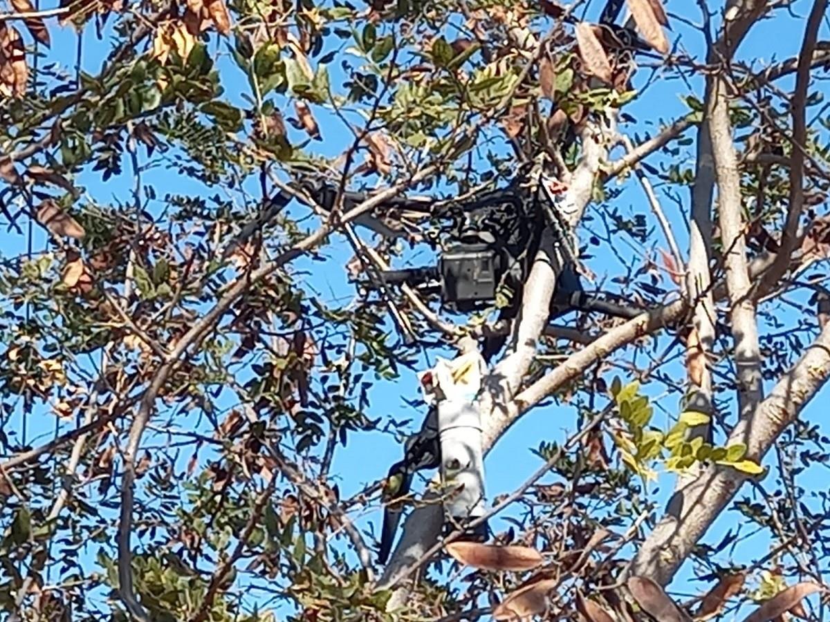 La Guardia Nacional aseguró un dron con un artefacto explisivo en el municipio de Aguililla, Michoacán. Foto: Facebook Guardia Nacional