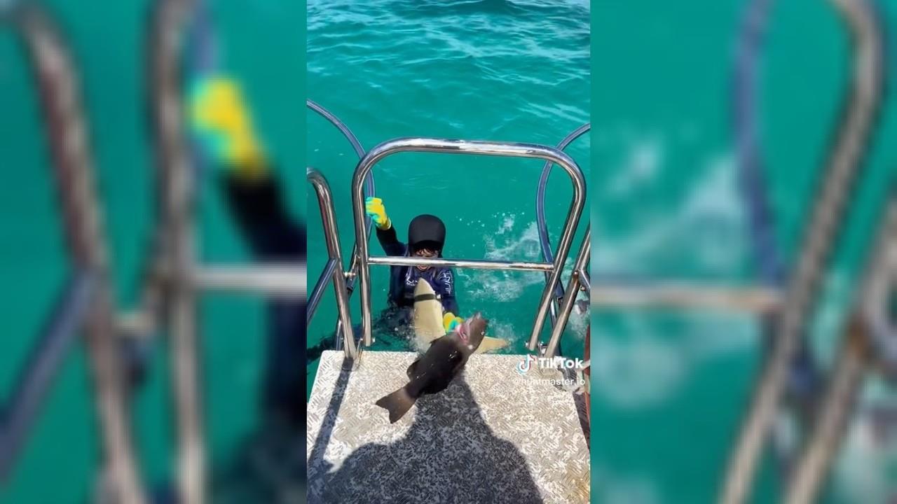 El momento quedó grabado y fue subido a la cuenta de Tiktok @huntmaster.io. Foto: Tiktok.