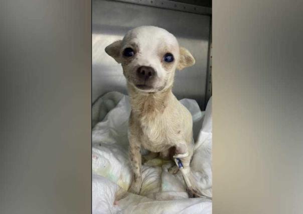 Él es Pincky, el perrito chihuahua que quedó herido al defender su hogar