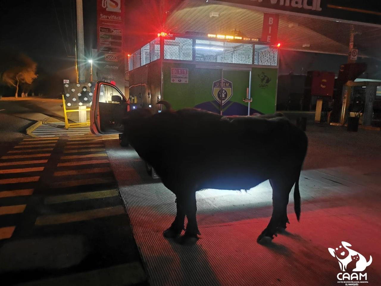El animal de grandes dimensiones caminaba en las calles del fraccionamiento Hacienda la Cruz. Foto: Facebook/ CAAM El Marqués