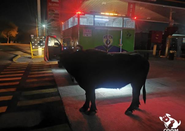 ¡Como Pedro por su casa! Captan a búfalo deambulando por calles de Querétaro