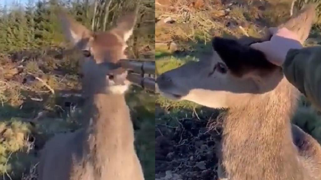 Cazador perdona la vida a pequeño venado