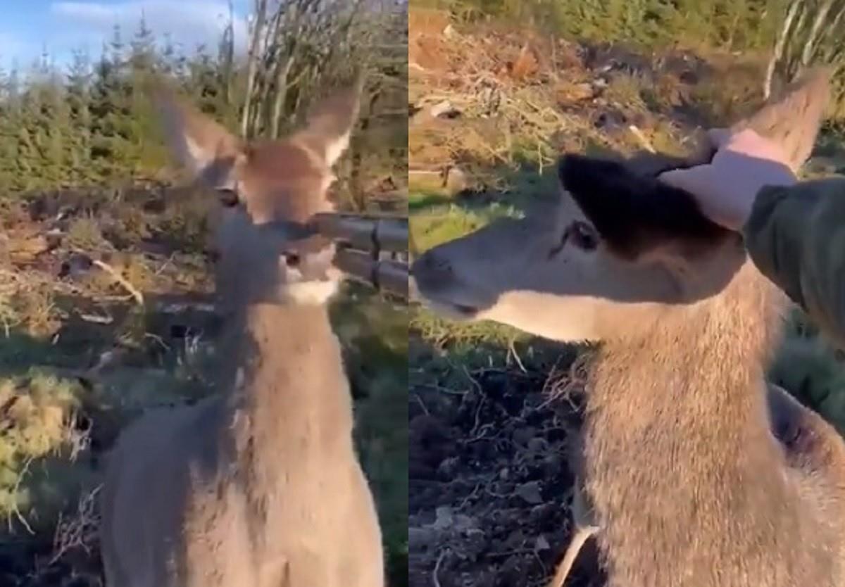 El cazador tenía su rifle apuntando en la cabeza del venado, decidió bajarlo y lo acarició en la cabeza y comenzó a reir. Foto: Twitter @alsnig