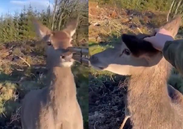 Cazador perdona la vida a pequeño venado
