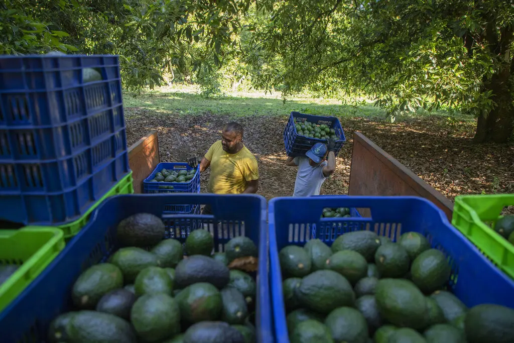 Dos personas preparan un cargamento de aguacates el jueves 26 de enero de 2023 en un huerto de Santa Ana Zirosto, estado de Michoacán, México. (AP Foto/Armando Solís)