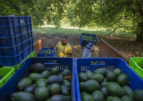 Denuncian deforestación en México por cubrir demanda de aguacates en Super Bowl