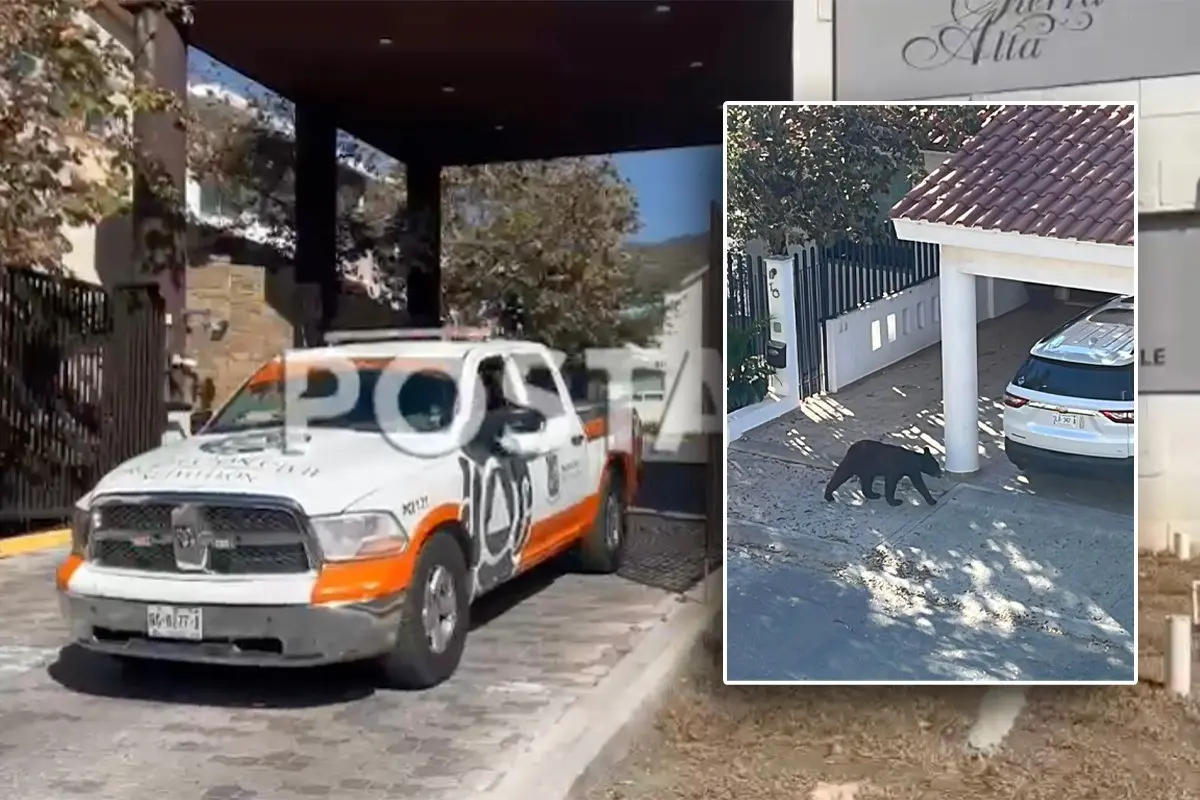 Moviliza oso a vecinos de Rincón de Valle Alto en sur de Monterrey