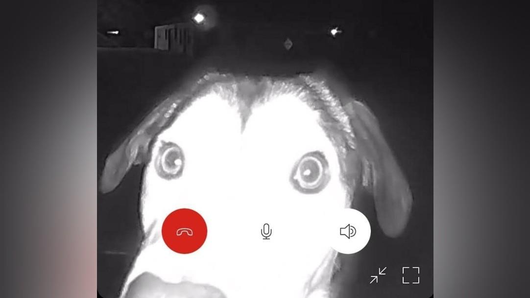 Bailey llegó durante la madrugada al refugio y tocó la puerta, su rostro fue captado por las cámaras de seguridad. Foto: Facebook/ Animal Rescue League of El Paso