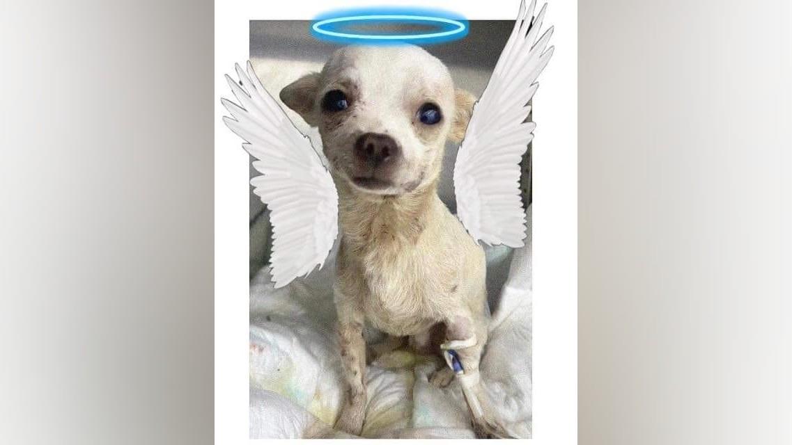 Diversas páginas en pro de los animales rinden homenaje al pequeño guardián. Foto: Especial/ Facebook