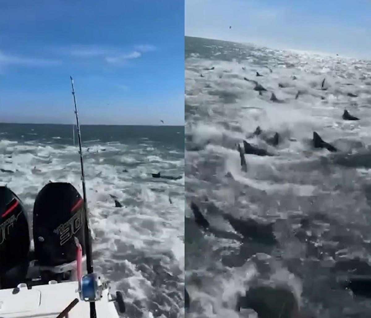 Los pescadores grabaron con sus teléfonos celulares el momento en que los tiburones no dejaban de seguirlos. Foto: Instagram fox5ny