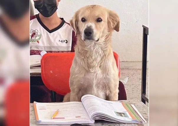 Alumno perrón: lomito toma clases en escuela de Durango