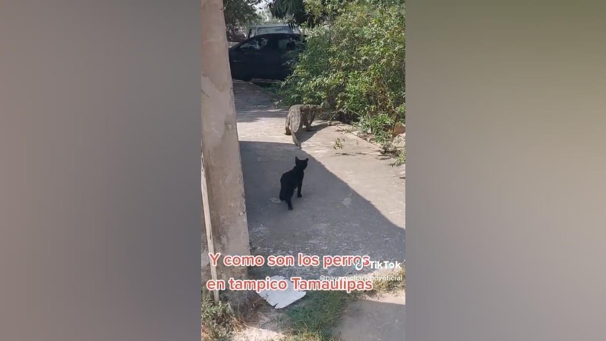 Fue en la cuenta de la cuenta PAYASO CHARLY BOY, donde se observa al minino siguiendo al cocodrilo. Foto: Captura de pantalla