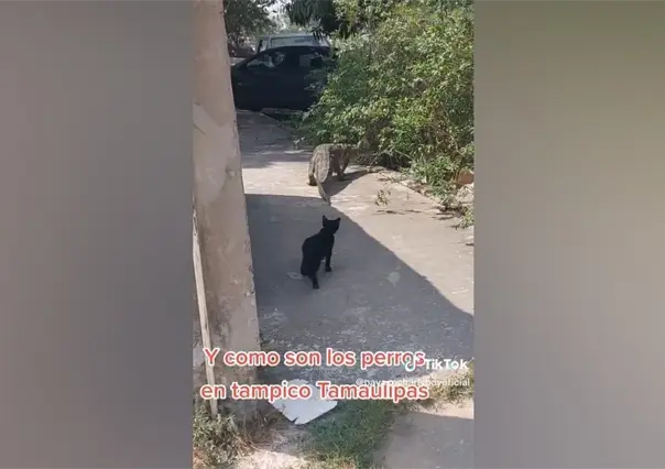 ¿Y cómo son los perros en Tamaulipas? Gato reta a cocodrilo en Tampico