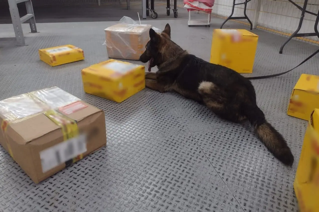 Guardia Nacional asegura LSD en botellas con supuesto shampoo