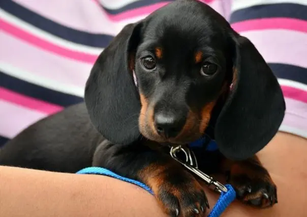 Invita Gobierno de Monterrey a la feria de adopciones de mascotas