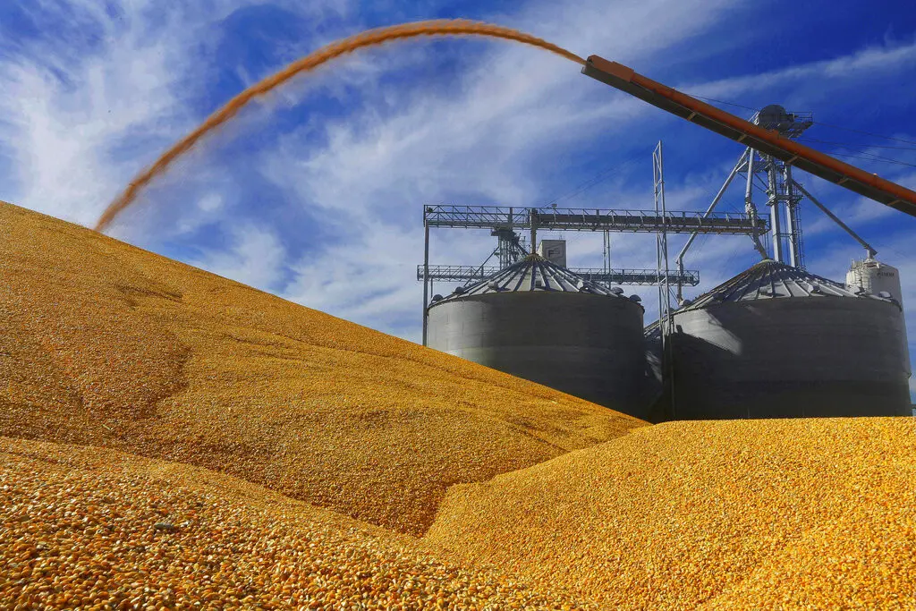 En esta fotografía del 23 de septiembre de 2015, agricultores de Illinois colocan maíz cosechado en el suelo, afuera de un elevador de grano lleno en Virginia, Illinois. (AP Foto/Seth Perlman, archivo)