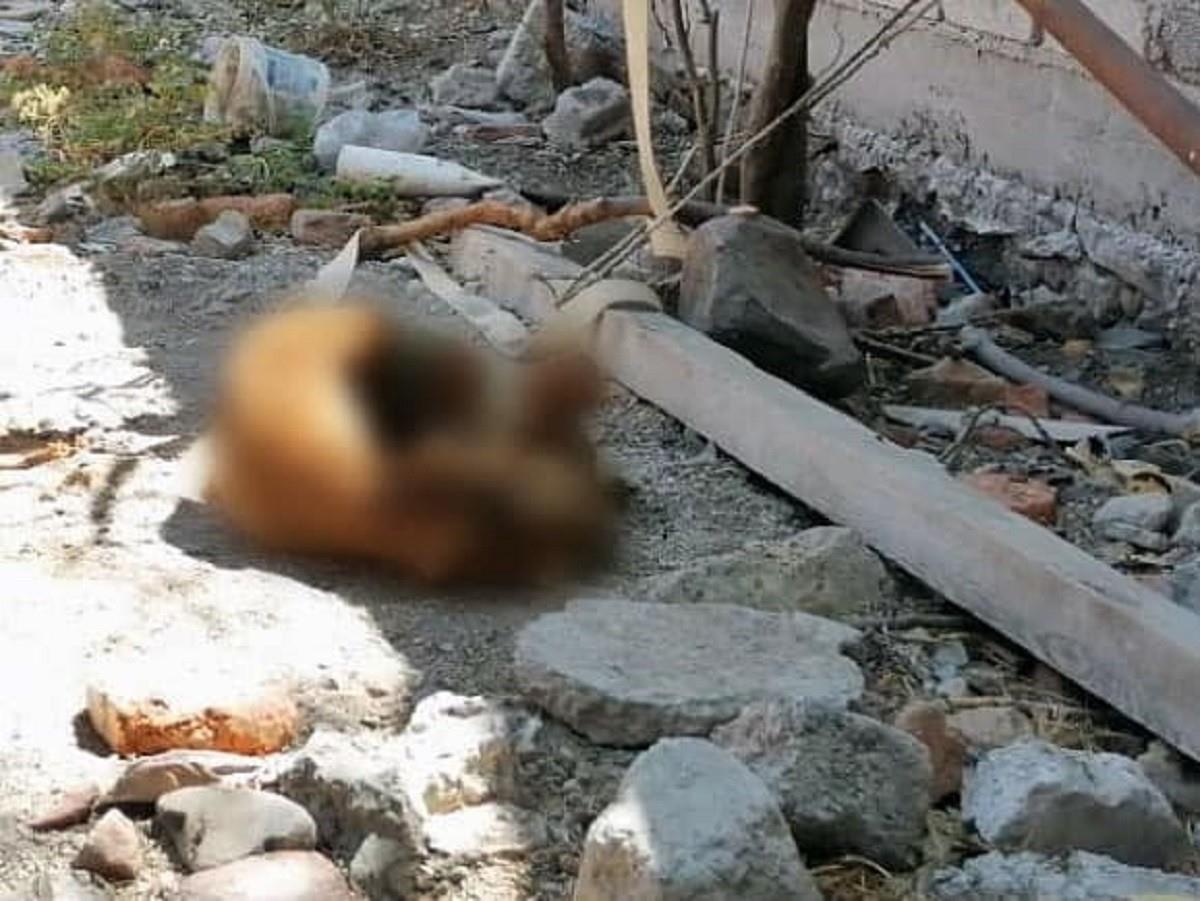 Detienen a mujer tras dejar morir a su perro amarrado en Querétaro