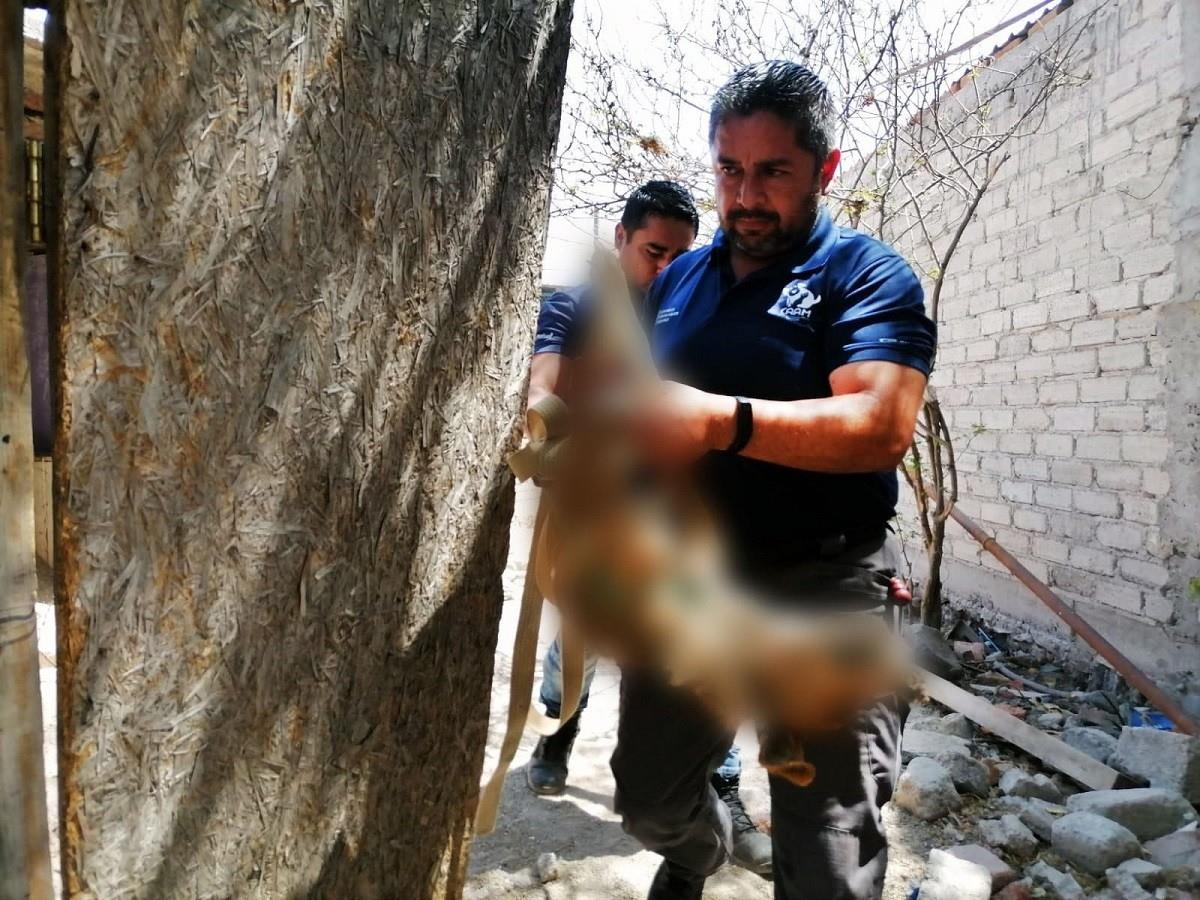 Detienen a mujer tras dejar morir a su perro amarrado en Querétaro