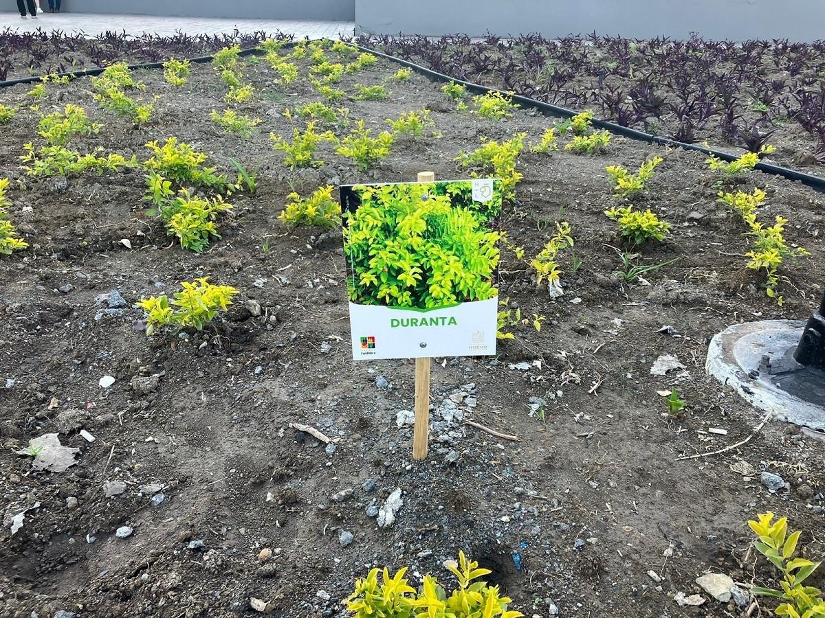 Las plantas y los árboles combaten el calor logrando disminuir de 3 a 7 grados centígrados la temperatura y captura con mayor eficiencia las partículas contamines del aire. Foto: Karla Omosigho