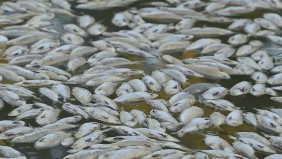 Mueren millones de peces durante ola de calor en Australia. Foto. AP