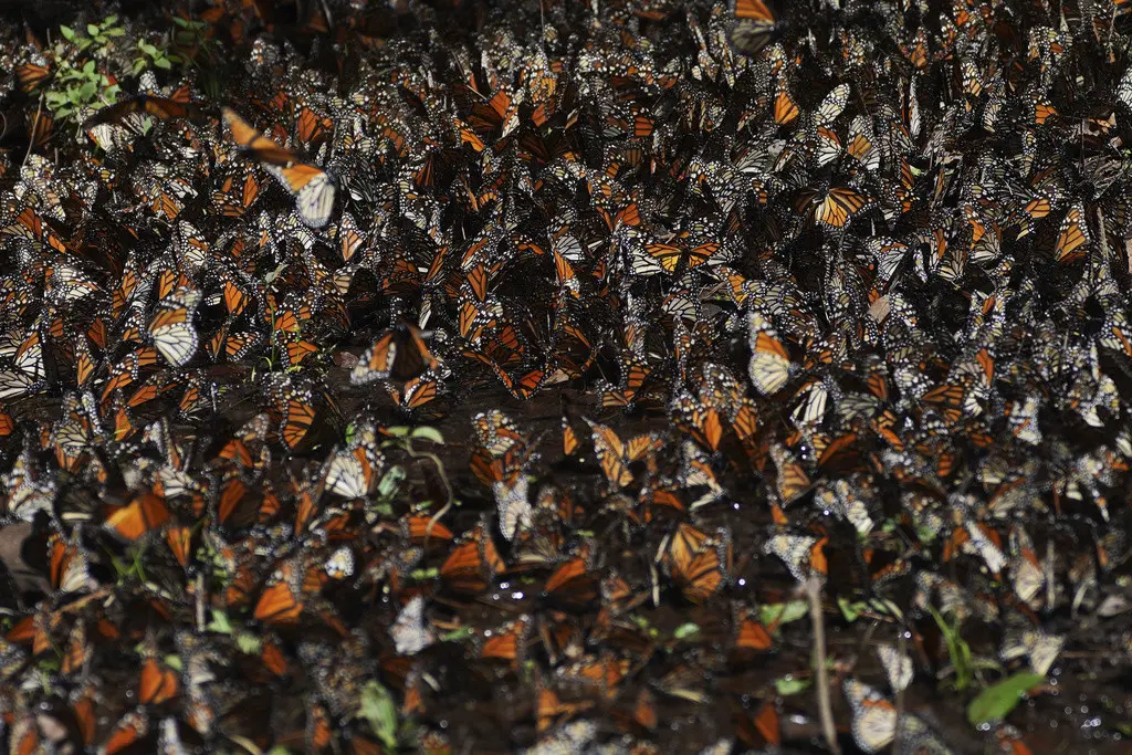 Mariposas monarca se agrupan en un arbusto en el santuario de Piedra Negra, en las montañas cercanas a Valle de Bravo, México, el miércoles 4 de enero de 2023. (AP Foto/Marco Ugarte, Archivo)