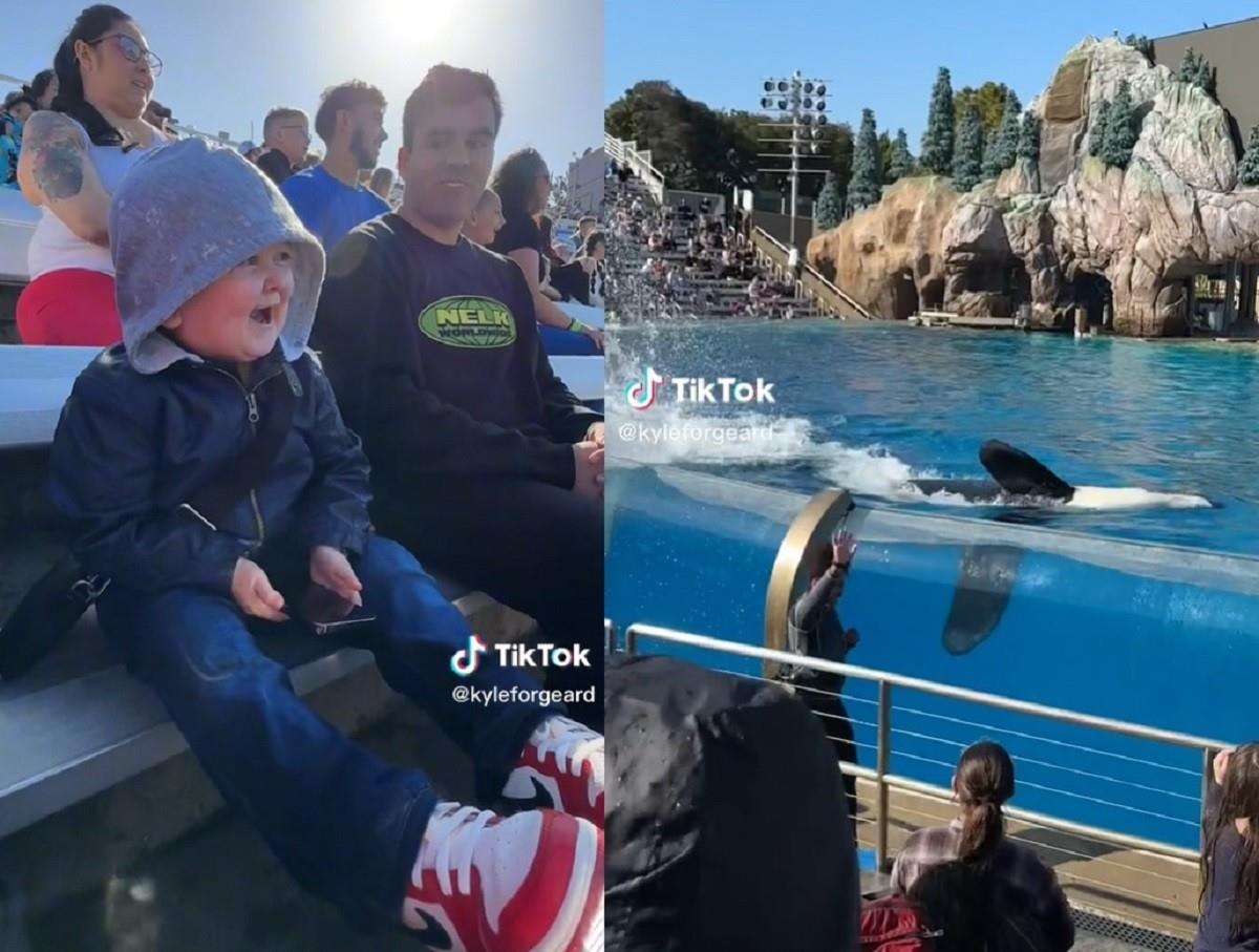 El influencer ruso, Hasbulla Magomedov, de 20 años, se emocionó con los show de SeaWorld en Estados Unidos. Foto: TikTok kyleforgeard